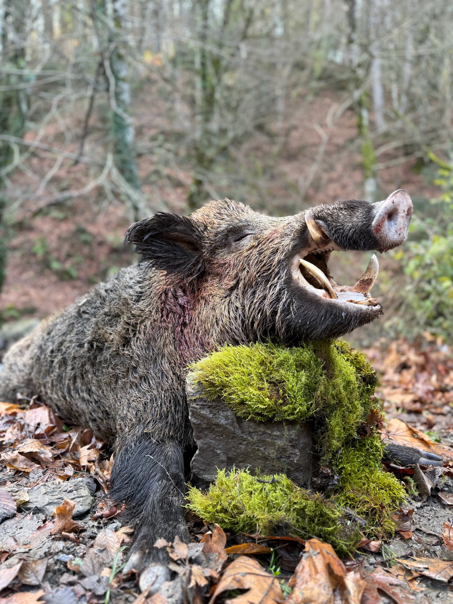 Hunting in Turkey & Croatia